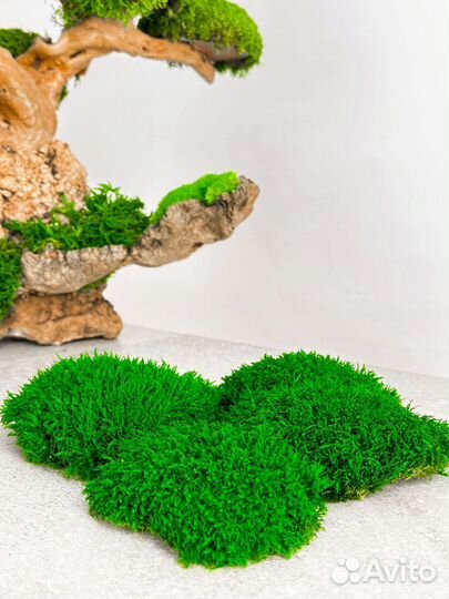 Стабилизированный мох ягель папоротник ковер