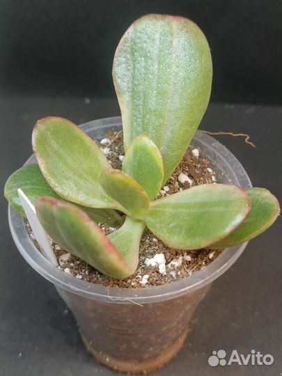 Суккуленты срезы