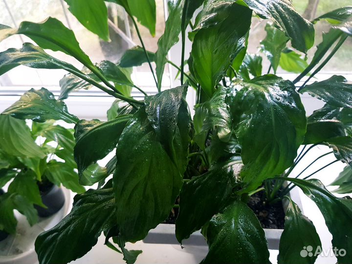 Спатифиллум