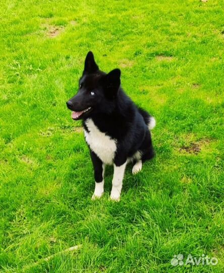 Почти лайка Джинни 1 год в дар