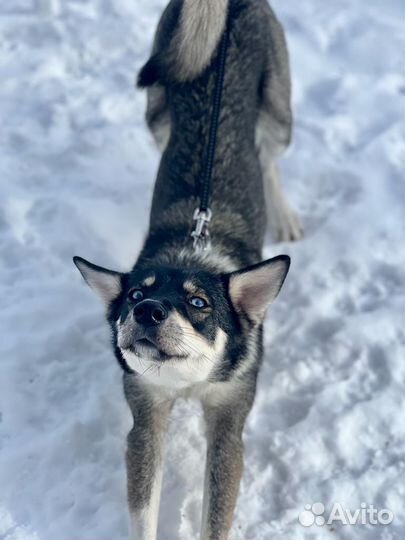 Красивая и ласковая собака ищет семью