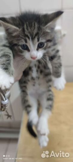 Котята в дар по договору