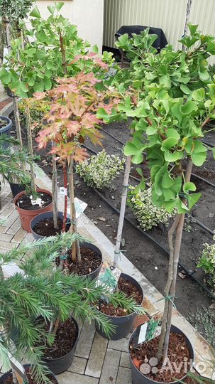 Саженцы Гинкго билоба и Карагана