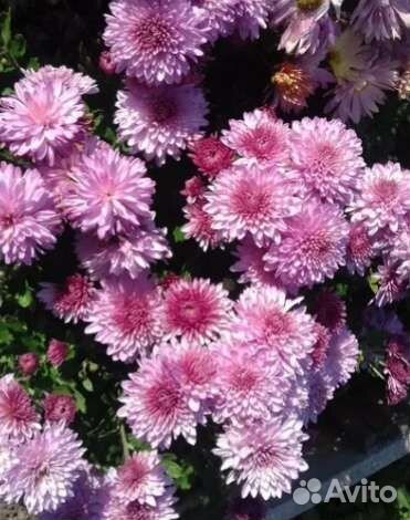 Хризантема корейская зимующая