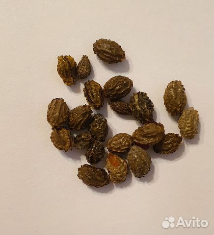 Папайя семена