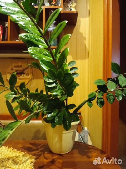 Замиокулькас 19 стволов, высота 90см цвел