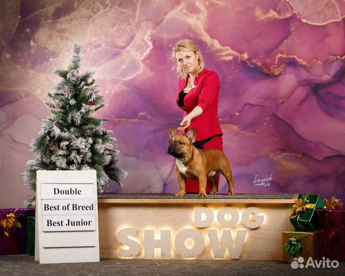 Собака для съемок и фотосессий