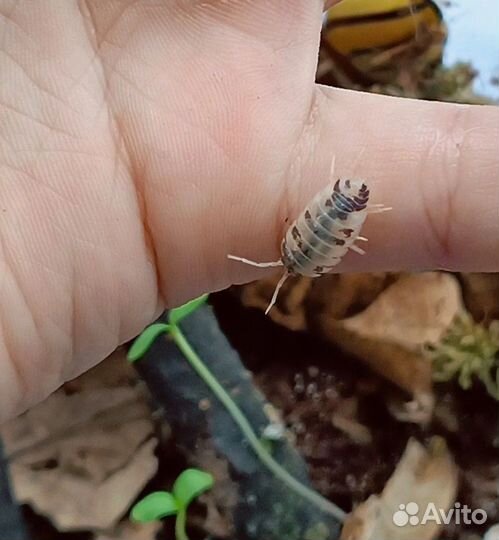 Мокрицы Porcellio Laevis 