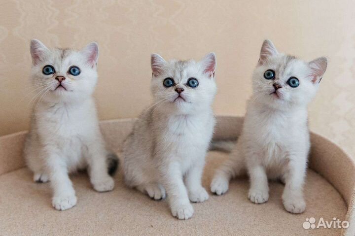 Роскошные шотландские котята