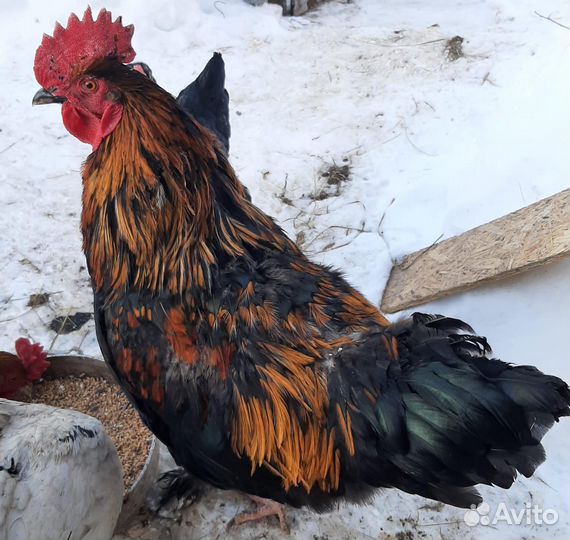 Молодые петухи