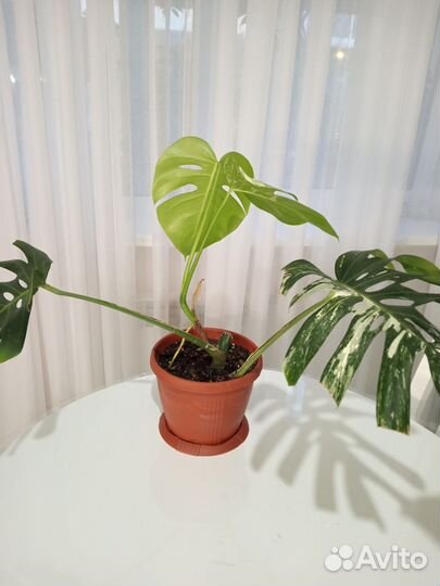 Монстера Альба (делициоза, крупная форма)