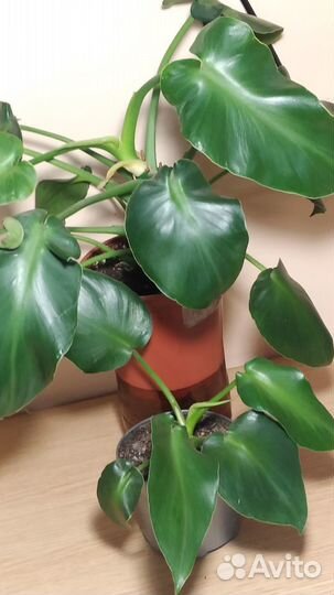 Филодендрон,эпипремнумы,бегонии