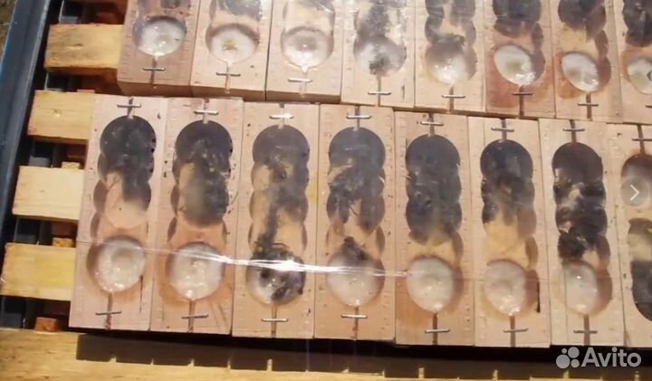 Пчеломатки Бакфаст, Карника, Карпатка F1 2023