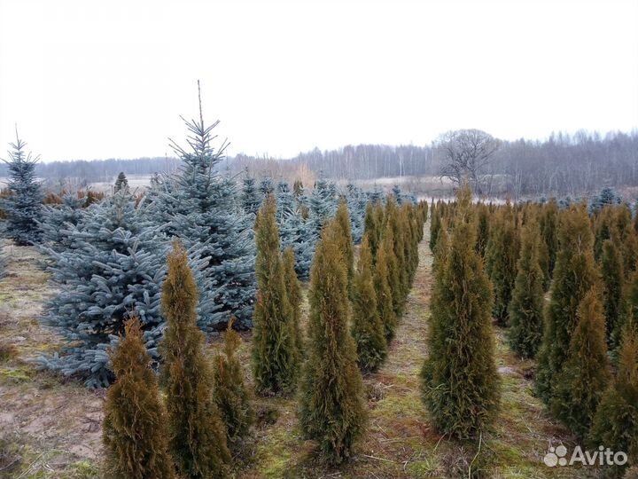 Питомник хвойных растений