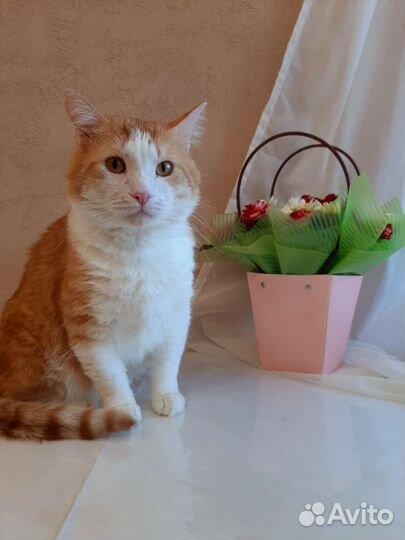 Кот ищет дом