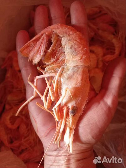 Креветка ботан