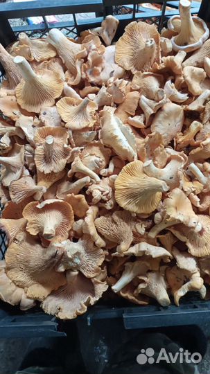 Грибы лисички замороженные