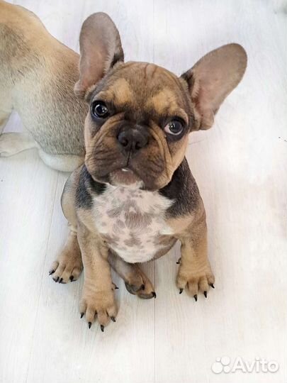 Французский бульдог щенки
