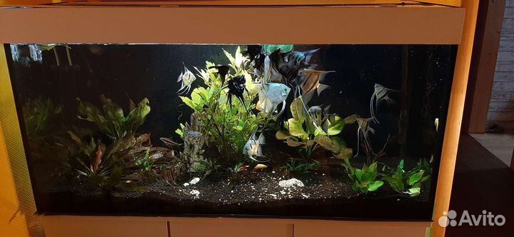 Аквариумный комплекс 450л