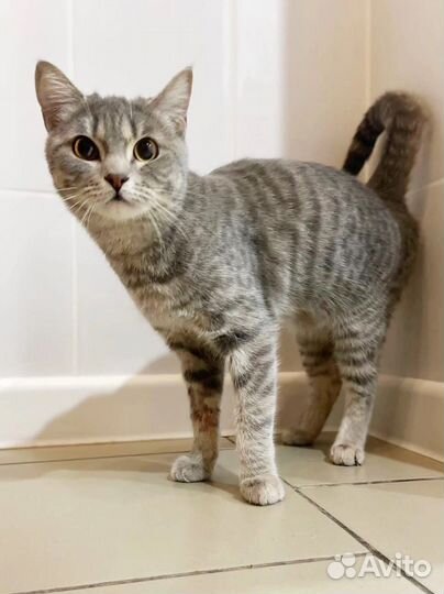 Ласкуша Симма, 1 год. Привезем