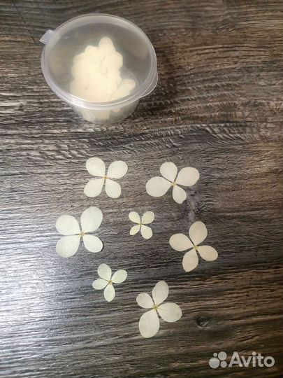 Сухоцветы для творчества