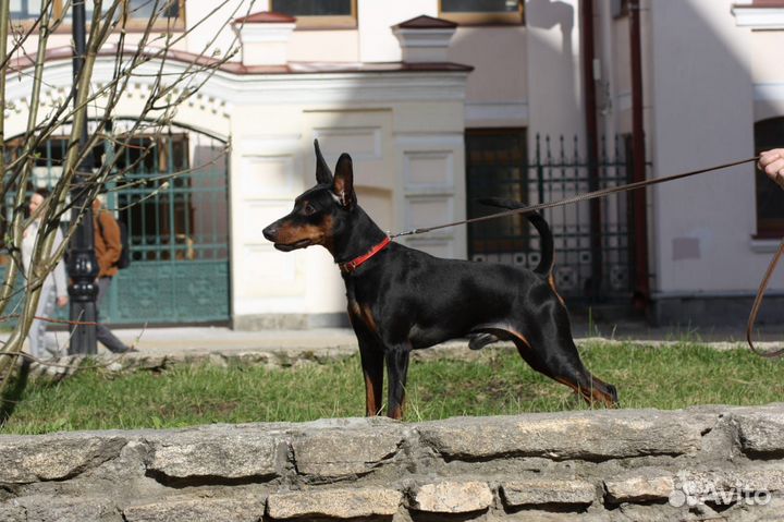 Щенки цвергпинчера