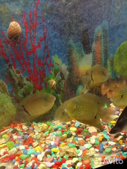 Рыба северум