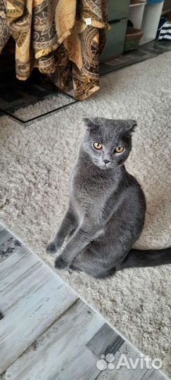 Котики бесплатно в добрые руки