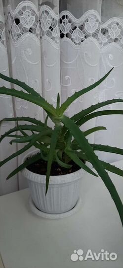 Алоэ лечебный