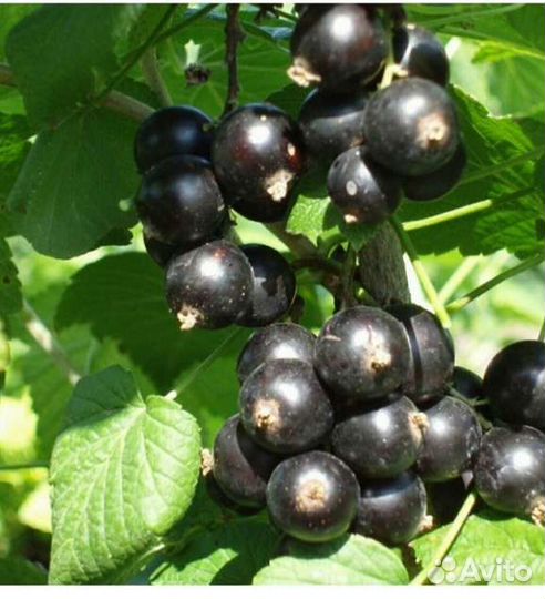 Йошта,Смородина,Крыжовник,Фундук,Ежевика,жимолос