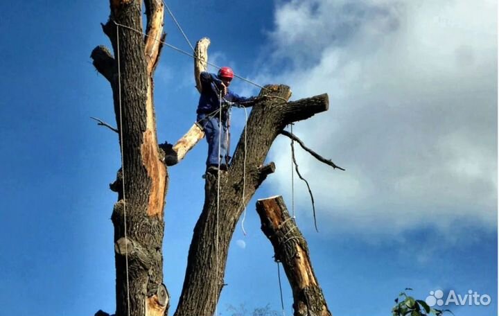 Спил деревьев (арборист) расчистка участков