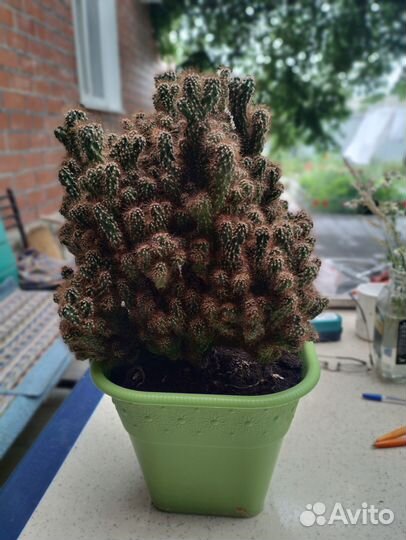 Кактусы и суккуленты