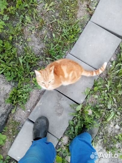 Рыжее солнышко