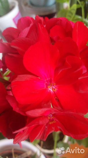 Пеларгония зональная крупноцветковая