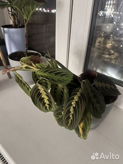 Маранта в горшке