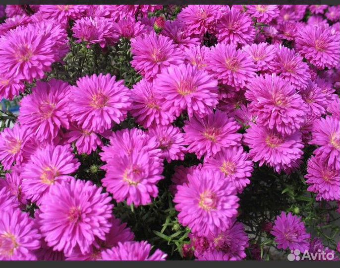 Бадан, Хризантема, Адонис, Астильба, Ясколка