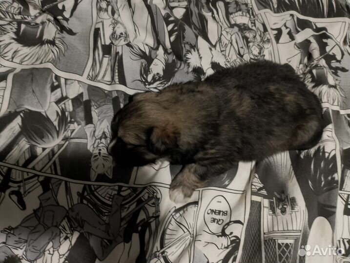 Собака в добрые руки щенок, девочка. Дворняга