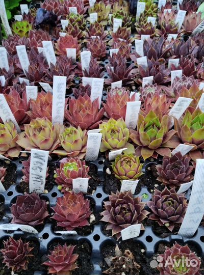 Молодило сортовое