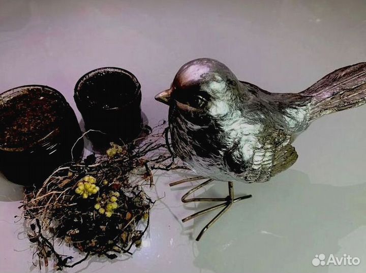 Мед для наслаждений по ночам