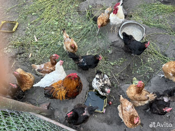 Куры несушки