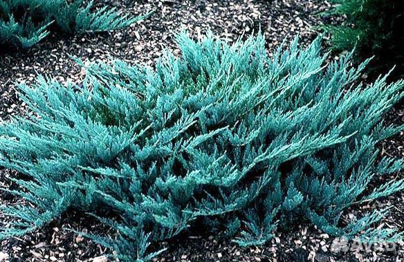 Можжевельник Блю Чип