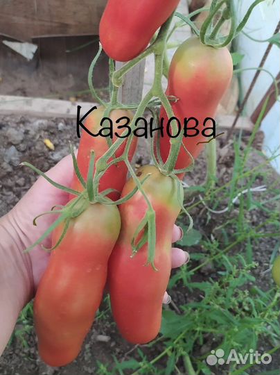 Семена томатов 2022 года