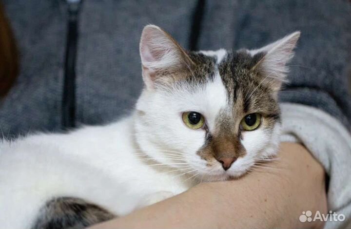 Молодой котик Итан в добрые руки