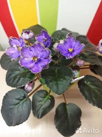 Фиалка листочками