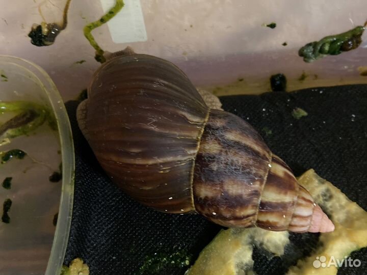 Улитки ахатины