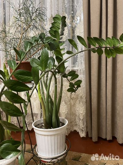 Замиокулькас