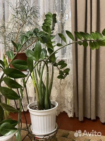 Замиокулькас