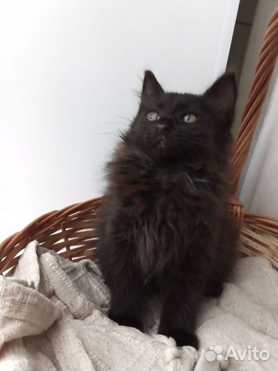 Котенок (3 месяца, мальчик)