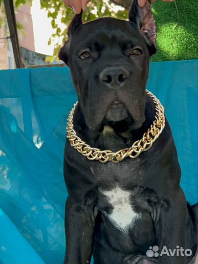 Щенки кане корсо