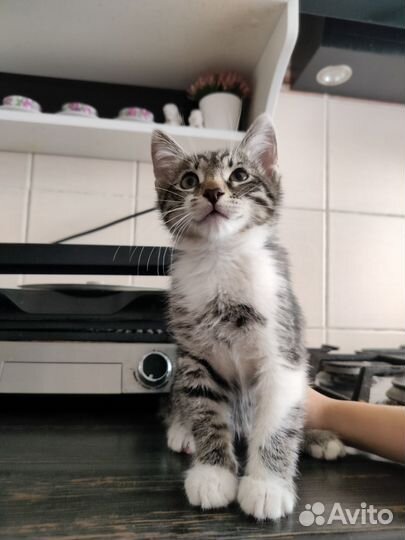 Котята
